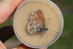 Boloria erubescens
