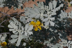 Senna artemisioides helmsii