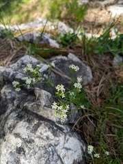 Galium anisophyllon