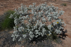 Senna artemisioides helmsii