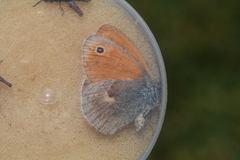 Coenonympha