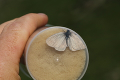 Coenonympha sunbecca