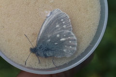 Coenonympha sunbecca