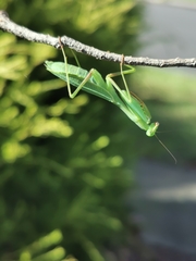 Miomantis caffra