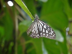 Ideopsis vulgaris macrina