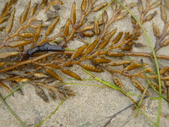 Stephanocystis