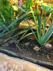 Dyscophus antongilii