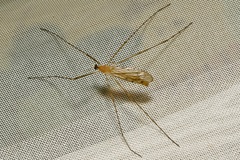 Limonia phragmitidis