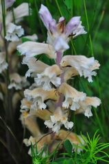 Orobanche lutea