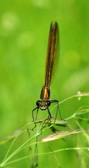 Calopteryx splendens