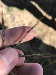 Bothriochloa insculpta