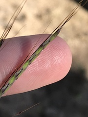 Bothriochloa insculpta