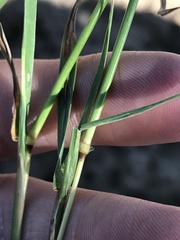 Bothriochloa insculpta