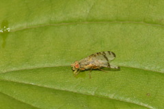 Sphenella marginata