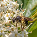Protuberance Miner Bee - Photo (c) Lisa Cass, some rights reserved (CC BY-NC), uploaded by Lisa Cass