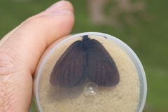 Erebia mongolica