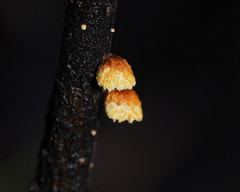 Pleuroflammula praestans