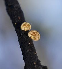 Pleuroflammula praestans