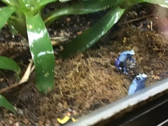 Dendrobates