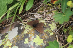 Erebia mongolica