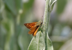 Ochlodes sylvanus