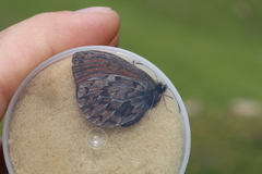 Erebia mongolica