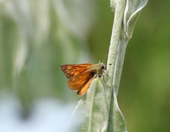 Ochlodes sylvanus