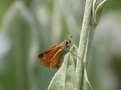 Ochlodes sylvanus