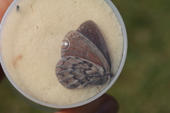 Erebia mongolica