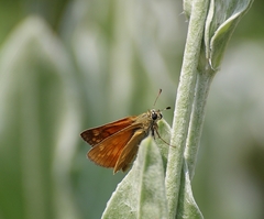 Ochlodes sylvanus