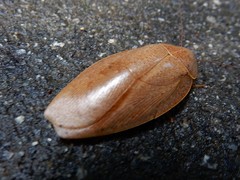 Pseudophoraspis nebulosa