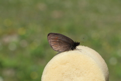 Erebia mopsos