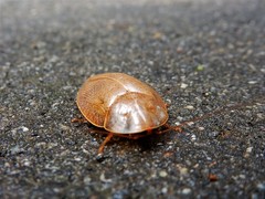 Pseudophoraspis nebulosa