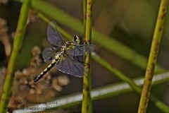 Celithemis martha