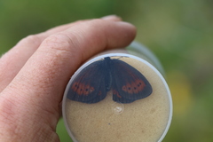 Erebia mopsos