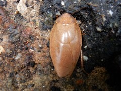 Pseudophoraspis nebulosa