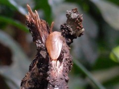 Pseudophoraspis nebulosa