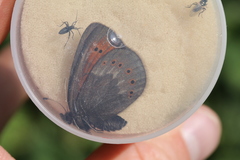 Erebia mopsos