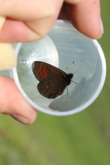 Erebia mopsos
