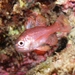 Scarlet Cardinalfish - Photo (c) David Spencer Muirhead, some rights reserved (CC BY-NC), uploaded by David Spencer Muirhead