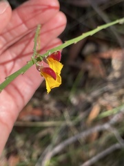 Bossiaea scolopendria