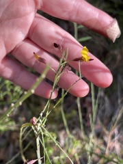 Bossiaea scolopendria