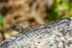 Agama mossambica