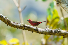 Lagonosticta rubricata