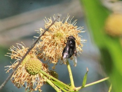 Copestylum mexicanum