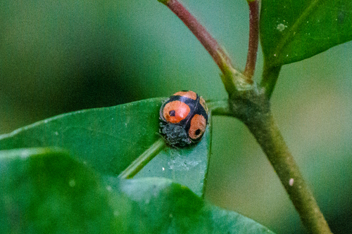 Chnootriba quadrioculata