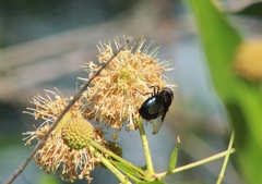 Copestylum mexicanum