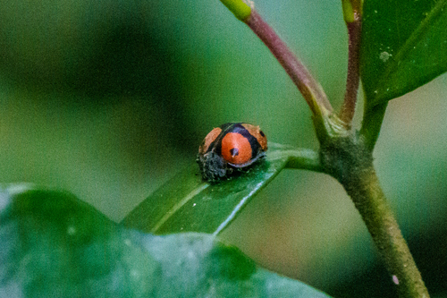 Chnootriba quadrioculata