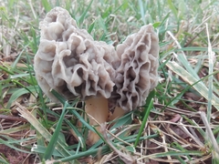 Morchella galilaea