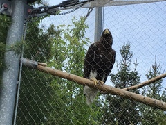 Haliaeetus